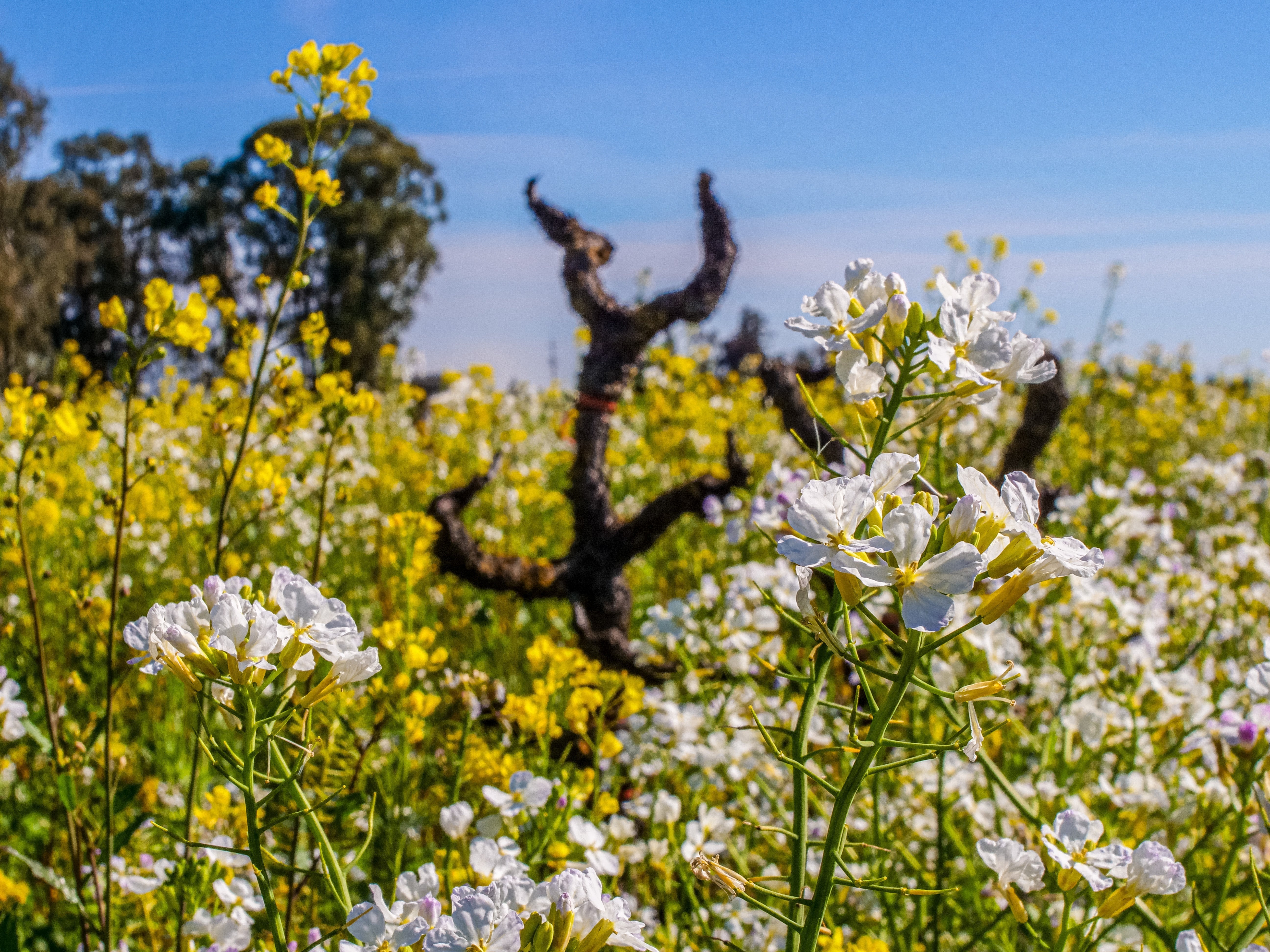 7 Must-Visit Wineries in Lodi Wine Country (For an Unforgettable Tasting Tour)
