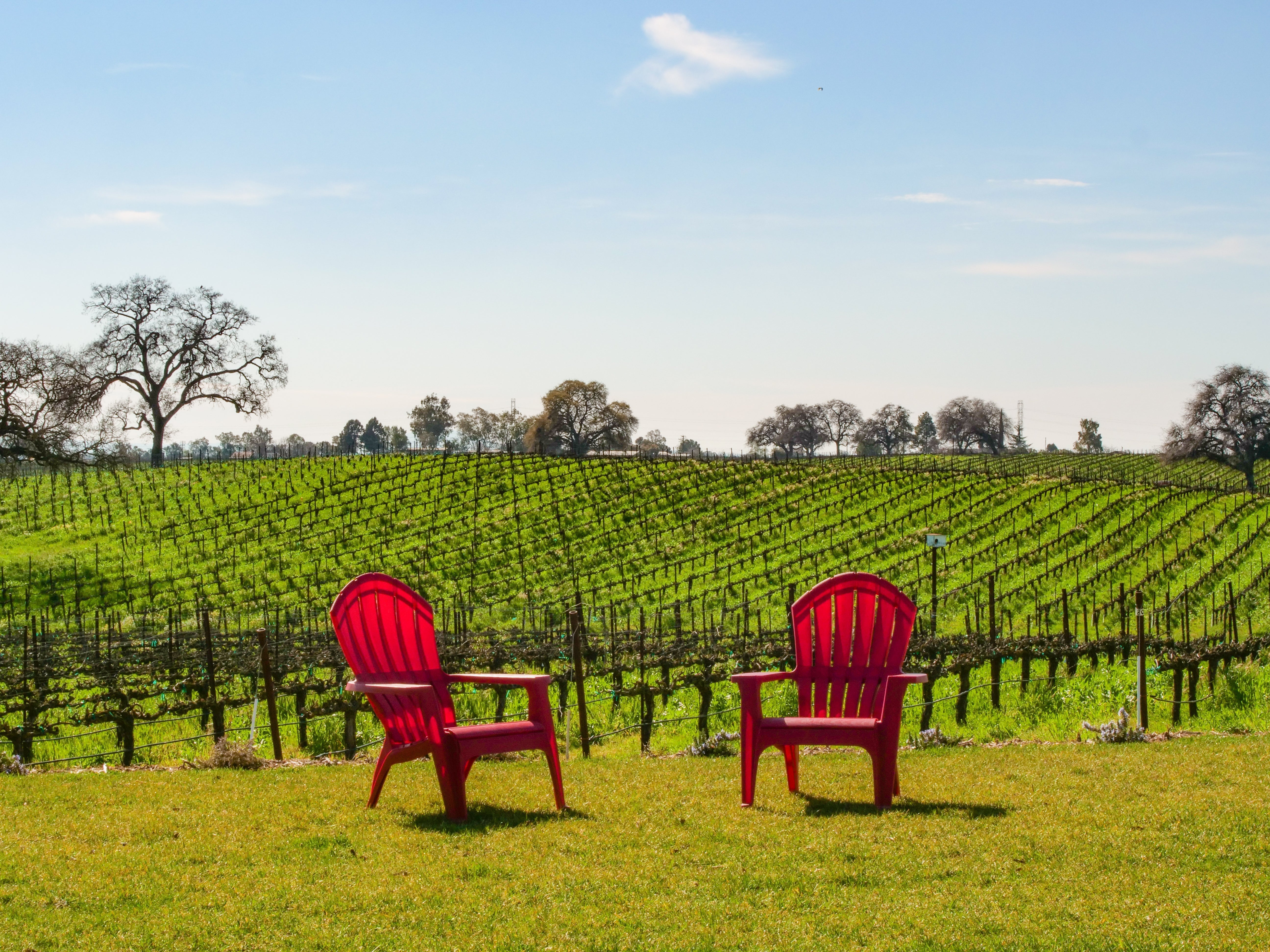 How to Plan a Wine Tasting Tour in Lodi (Drive Your Own Adventure)