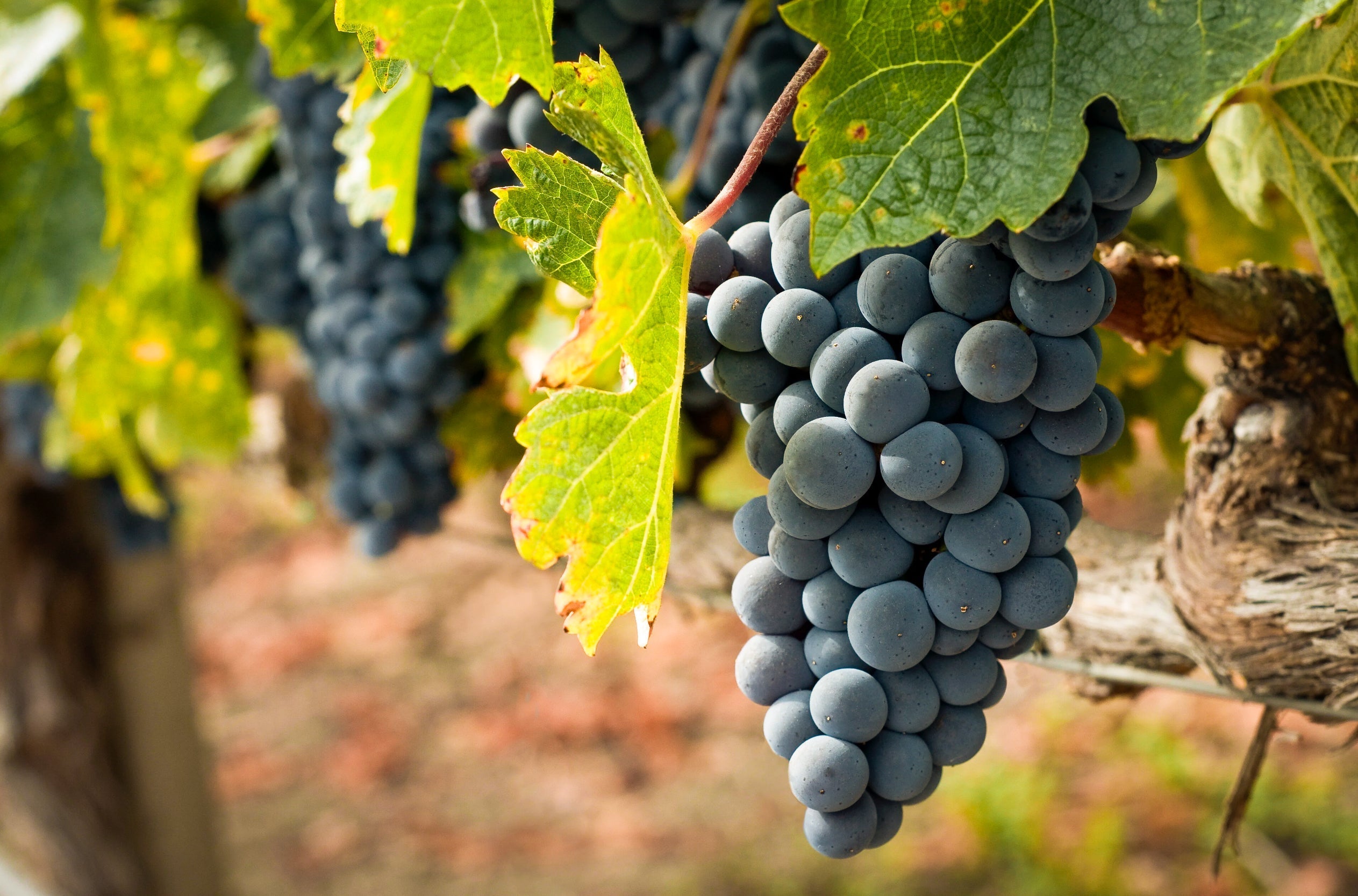 Why Paso Robles Zinfandel Should Be on Every Wine Lover’s Radar