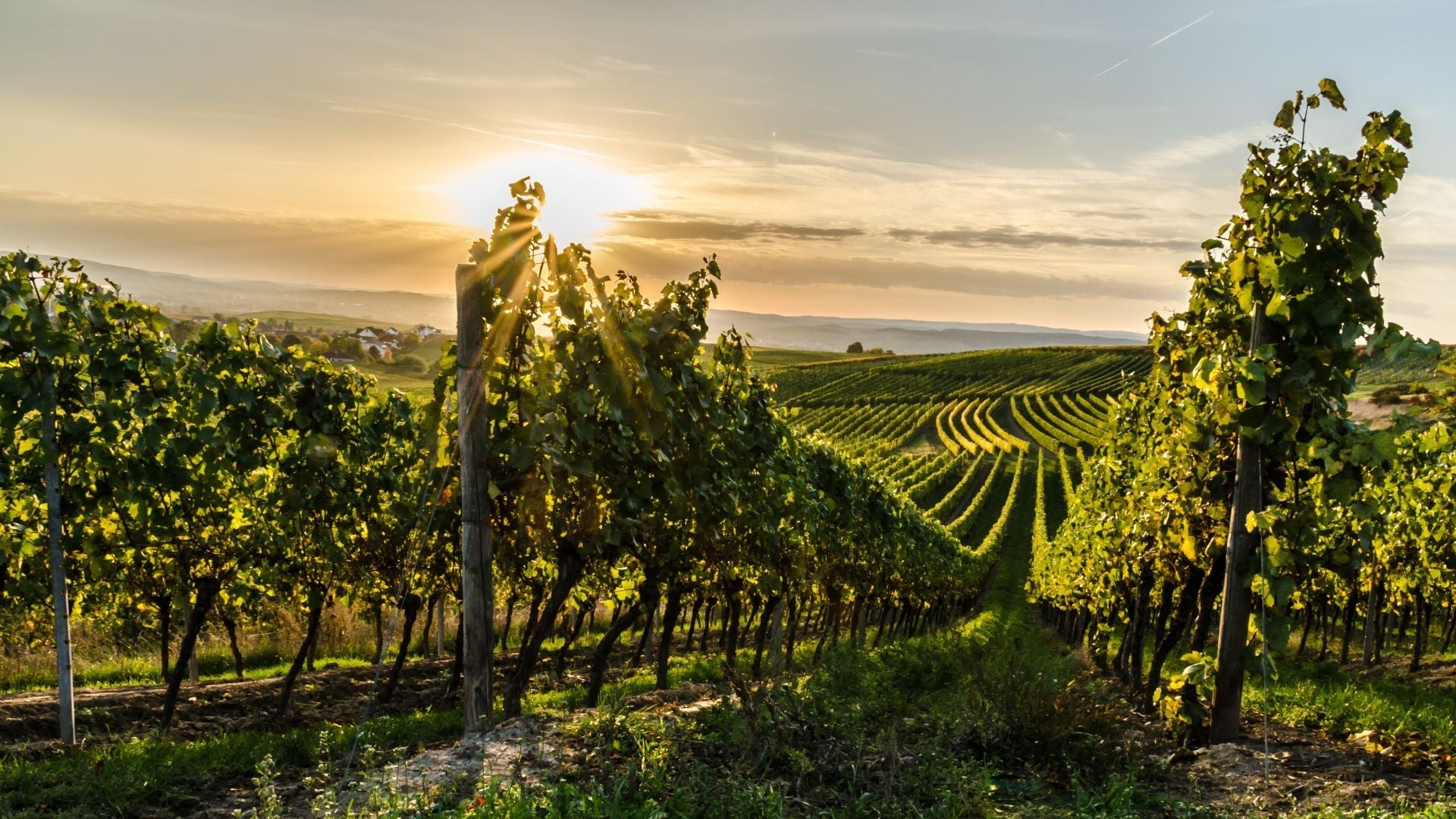 Road Trip to Lodi: A Wine Country Adventure for Millennial Travelers